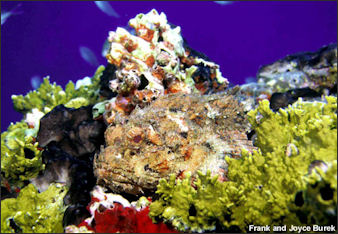 20110307-NOAA  scorpionfish_100.jpg